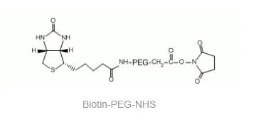 Biotin-PEG-NHS，生物素-聚乙二醇-活性酯，NHS-PEG2000-Biotin，PEG衍生物的一種