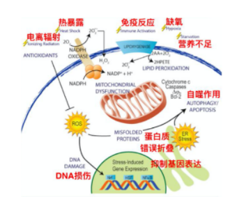 ROS濃度