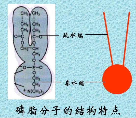 棕櫚酰溶血磷脂酰膽堿