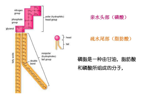 DSPC-PEG-ConA