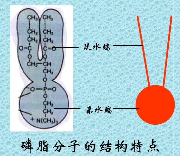 二棕櫚酰磷脂酰膽堿-聚乙二醇-賴氨酸