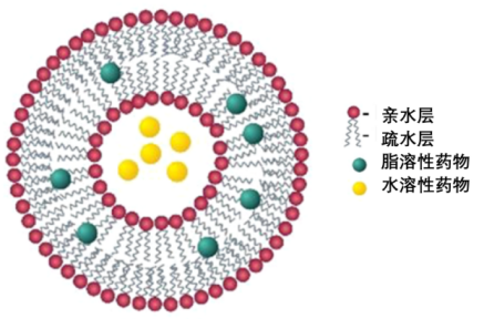表面修飾MAL的脂質體包冬凌草甲素
