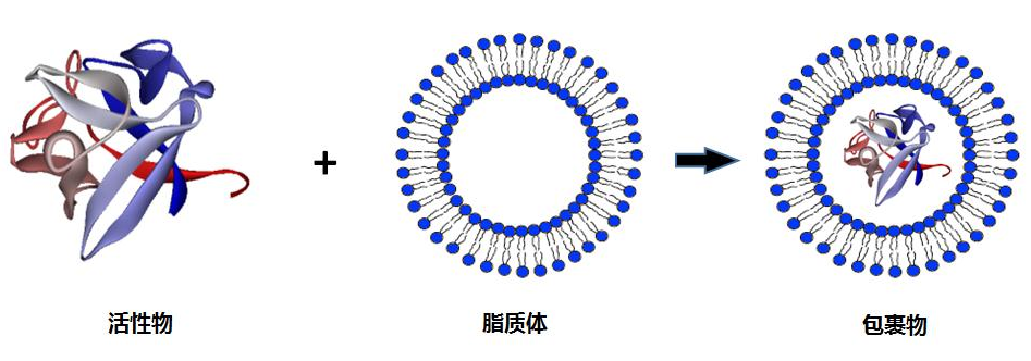 DSPC脂質體表面修飾熒光FITC