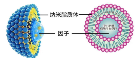 CY5.5標記陽離子脂質體