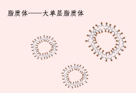 CY7標記PEG化陽離子脂質體包載四氧化三鐵
