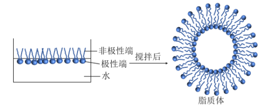 PC,PE,Cholesterol,PS,PI空白脂質體