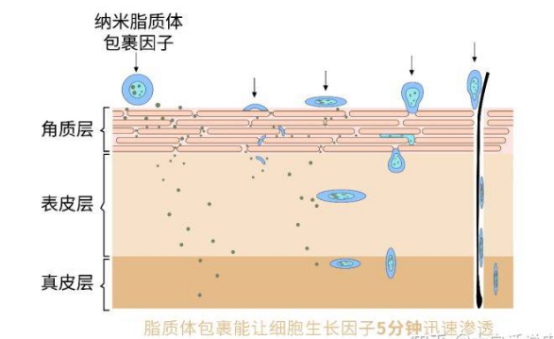 脂質體表面修飾/DTPA/FITC