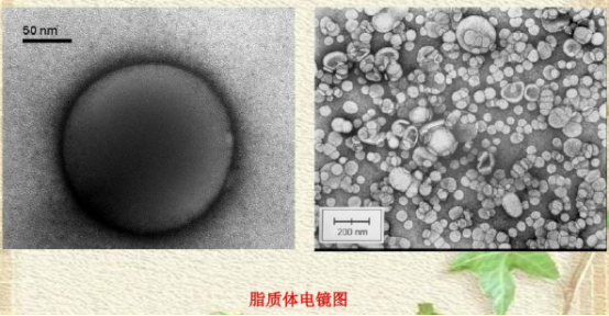阿霉素脂質(zhì)體100nm