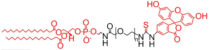 DSPE-PEG-FITC、二硬脂酰基磷脂酰乙醇胺聚乙二醇熒光素、磷脂PEG熒光素