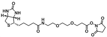 Biotin-PEG2-NHS ester；596820-83-6；生物素二聚乙二醇活性酯
