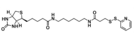 Biotin-HPDP；129179-83-5；5-熒光素-生物素