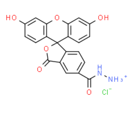 FAM hydrazide 5-isomer 