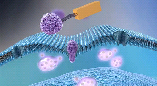 DSPE-PEG-Paclitaxel 