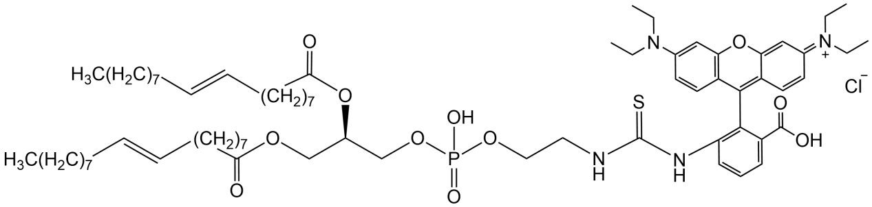 DOPE-RB，羅丹明B標(biāo)記磷脂酰乙醇胺