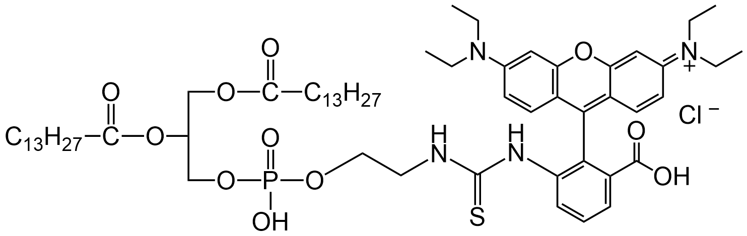 DMPE-RB，羅丹明B標記磷脂酰乙醇胺