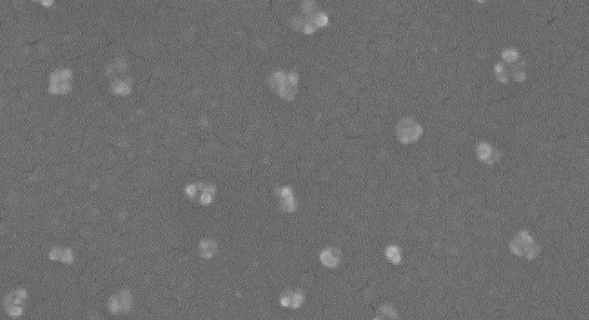 Gold Nanoparticles,Au  50nm  